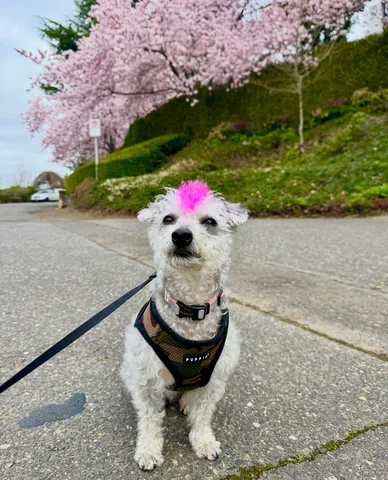 Vinny says Spring has sprung! 🩷🖤🤍