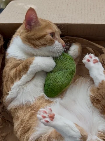Ducky thinks his toy is a Big Dill. 📣🦆 #cat #cute #photography
