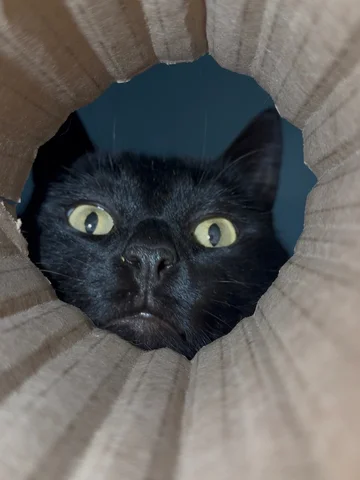 Looking for that snack jackpot. 🍪🍩🧁👹 #cat #cute #funny