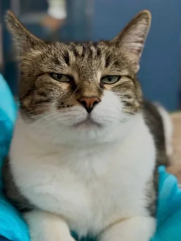 Mr. Kitters judging you again. Deal with it. 👊📣🐈#cat #funny #cats
