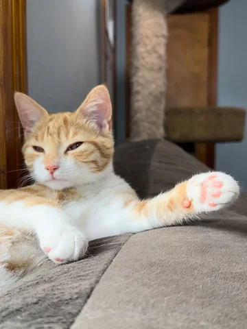 Who wants to be this comfy?! Sound Up! 🧡📣🐈 #cat #cute #asmr