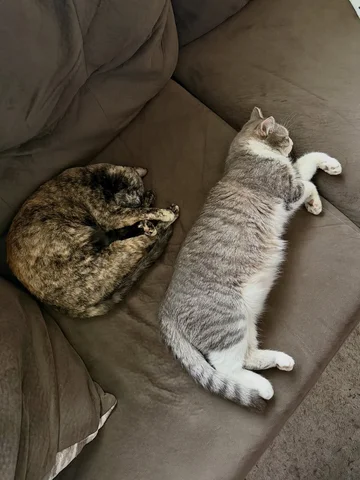 Rainy day today. Nap time with Goose and Tonks! 😴💤 #catsofinstagram #instagood