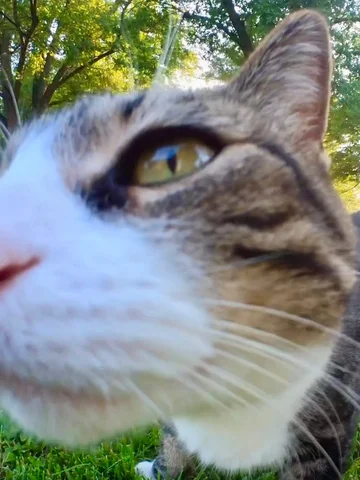 Up close and personal! Cats don’t care about your personal space! 👊😼😽 #cat #n