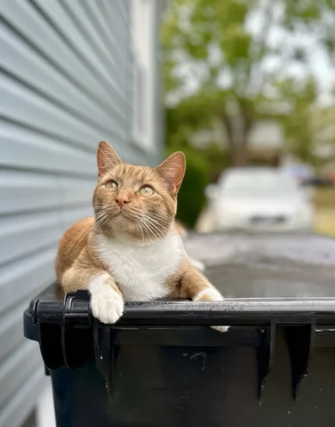Niko taking a break to watch the birds fly by. 🧡🐦‍⬛📣🐈 #cat #love #instagood