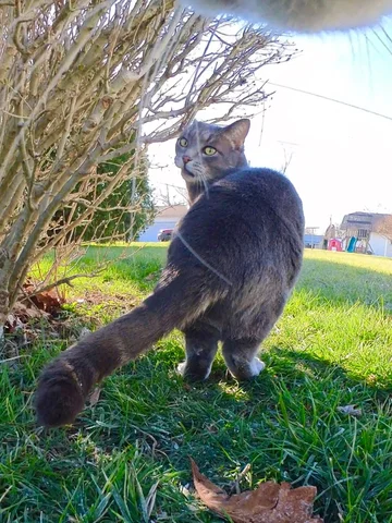 Smokey got busted! What was he doing!? 👹 #cat #nature #funny #cats