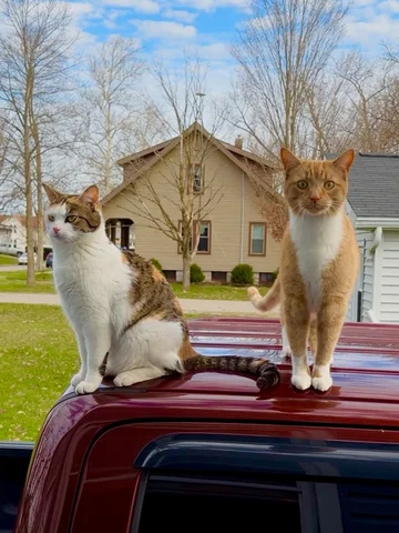 Cat burglars. 🥷🥷 The Tildy shows Niko how it’s done. 💅#cat #cute #nature #pho