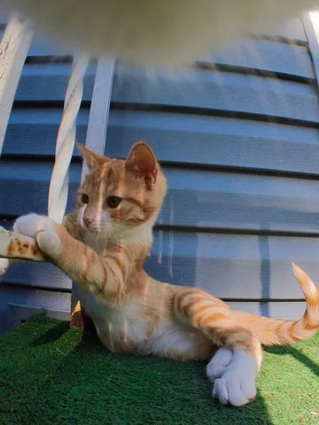 Just hanging with Ducky on a warm afternoon! What could be better?! 🧡🦆🐈 #cat 