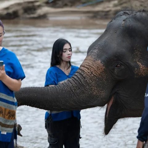 Bonito elefante.🐘😍