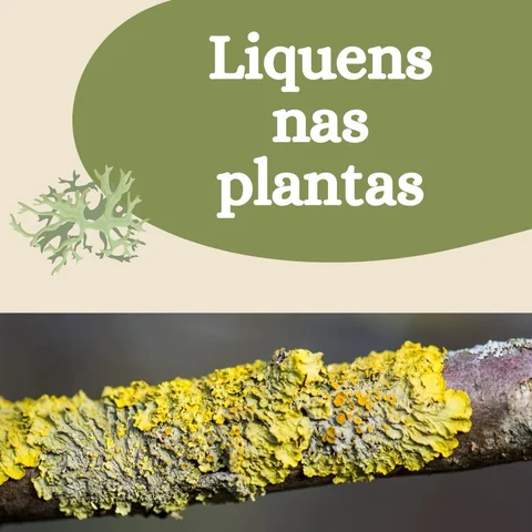 Liquens nas plantas

Pré-venda livro físico - LINK NA BIO!

#jardinagem #plantas