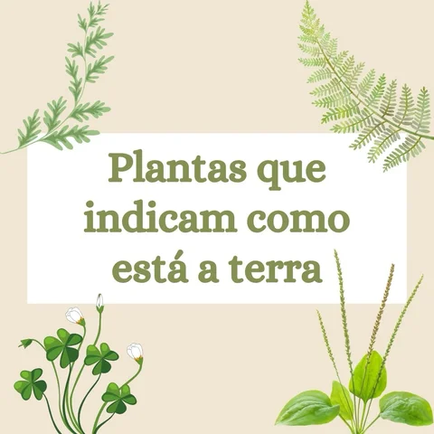 Plantas que indicam como está a terra

#jardinagem #plantas #terra