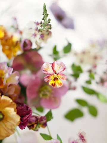Viola Brush Strokes -Viola cornuta