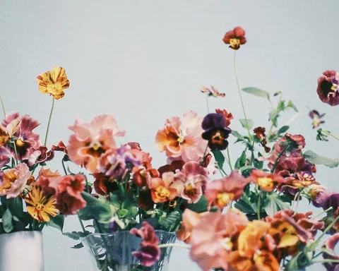 Pansies and violas by @luisgarvan