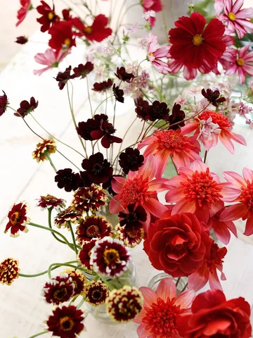 Sowing cosmos zinnias and planning the dahlias garden