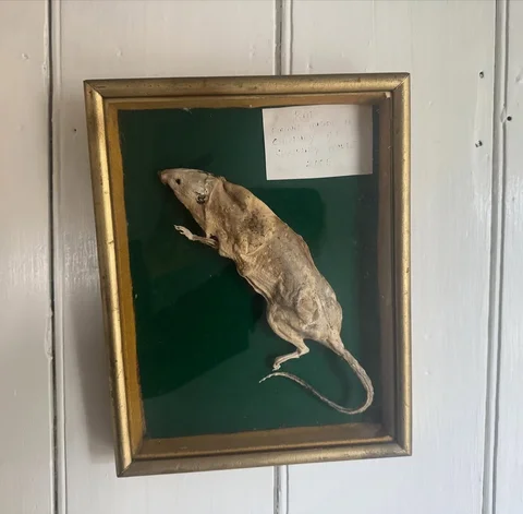 Thanks for my lovely gift @daisymaycooper 🐀