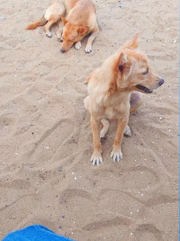 Got new cutie friends 🐕🐕