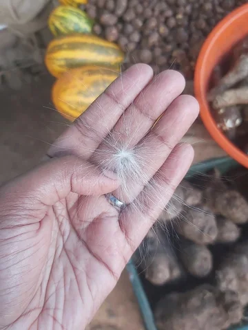 അപ്പൂപ്പൻ താടി ❣️

Found this cutie after ages..🥰