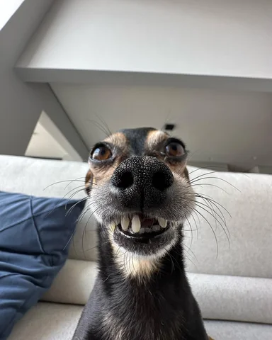 Entre sorrisos e fantasias 😂 #humor #meme #comedia #piada #pet #cachorro #cao #