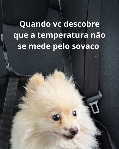Essa foto do Plinio já nasceu meme 😂😂😂

#humor #meme #pet