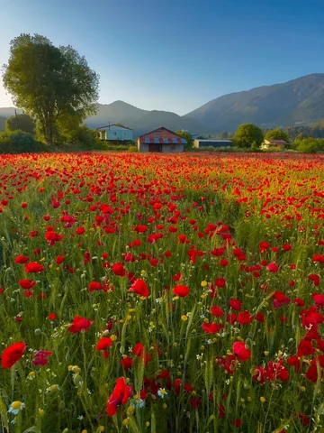 spring in red.♥️ her yerin kırmızı gelinciklerle dolmasına son birkaç hafta kald