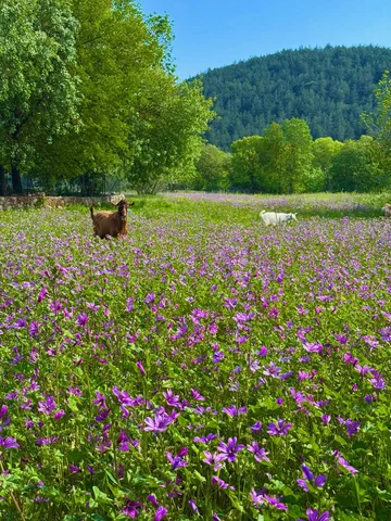spring flowers, sun and happy goats in kayaköy, fethiye.🌸 #spring #türkiye