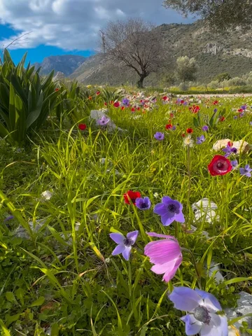 early spring in southwest Türkiye.🌼 #fethiye #muğla #türkiye