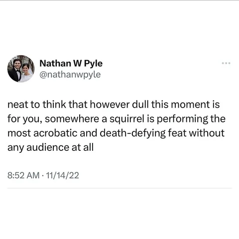squirrel & (mostly) pigeons