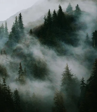 This is just one of the reasons why I love fog.