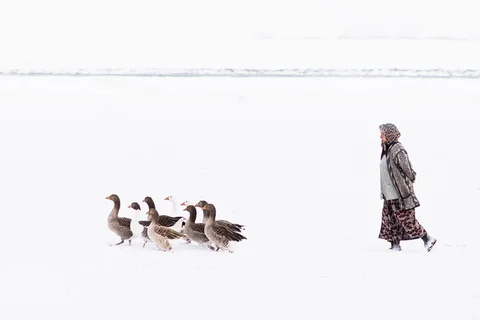Kazlarıyla aynı renk uyumu sağlayan Teyze❤️
Tabi Doğu Andolu’nun kış ayları❄️