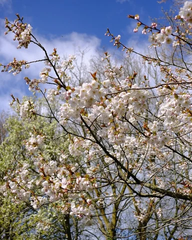 The Tai Haku blossom is early this year - I dont recall it appearing in March be