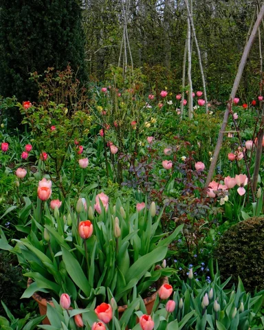 In the Cottage garden this morning