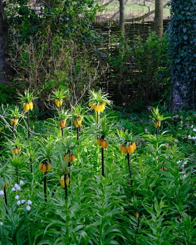 Crown fritillaries in the Spring garden