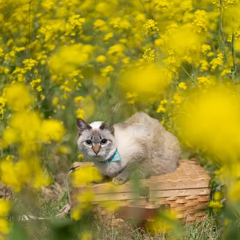 春の桜と菜の花の撮影会
わんちゃん・ねこちゃんの自然な表情を、
やさしく、きれいに写真へ残します。

予約受付中
撮影に興味のある方はご連絡ください

メール　