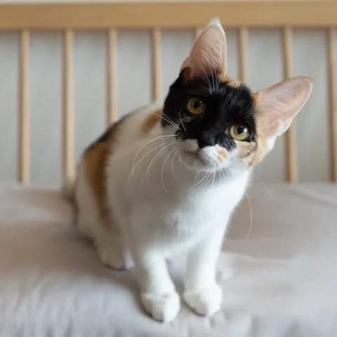 次回の保護猫譲渡会は4月5日
みなとねこ（東京）
@minatoneco_official 

https://www.minatoneco.com