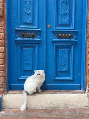 Şehrin sokaklarında özgür, tarihle iç içe yaşayan sevimli dostlarımız.
Her köşe,