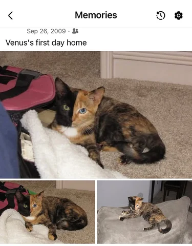 16 years ago today I met my FURever family and was home in South Florida from th