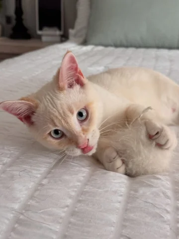 Update: Bubba did very well and is home resting! Thanks for all the kind purraye