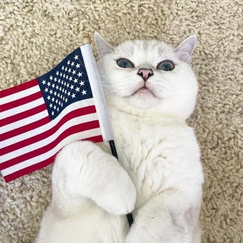 🇺🇸

#meow #cute #4thofjuly #love #catsofinstagram