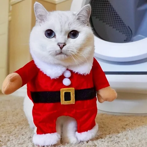 Santa is coming to town 🎅🏻 🎄 

#meow #cute #catsofinstagram