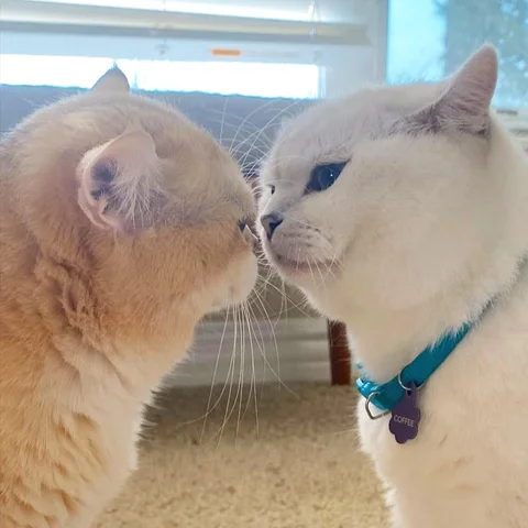 BFF #bff #meow 🩵