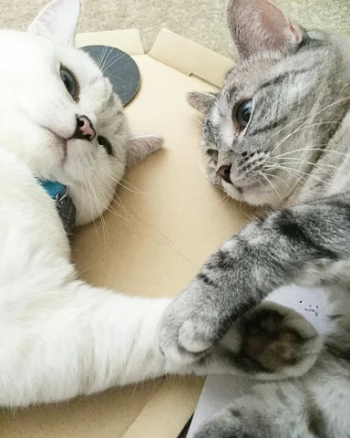 The favorite photo of my and my sis @nala_cat 

#bff #meow #cute