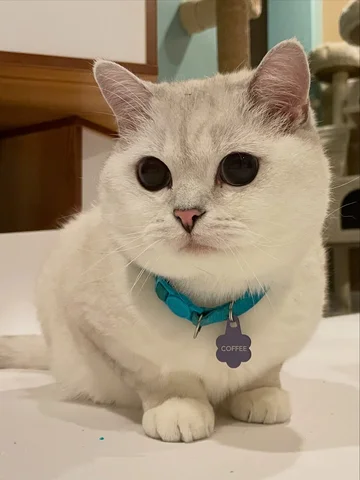 Loaf you to the moon and back ❤️

#meow #cute #cat