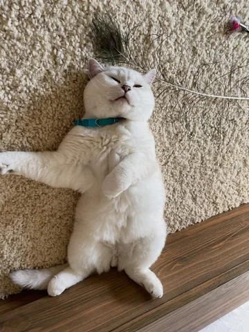 Lazy everyday ☺️🩵

#meow #cute #cat