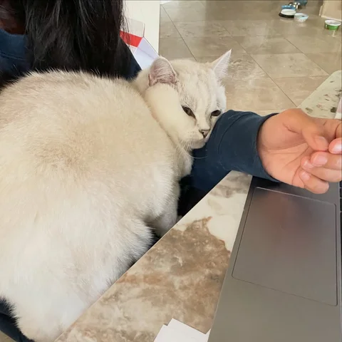 When mom is trying to work 😆 #meow #cute