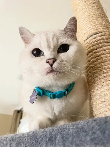 Happy caturday ❤️

#meow #caturday #cute