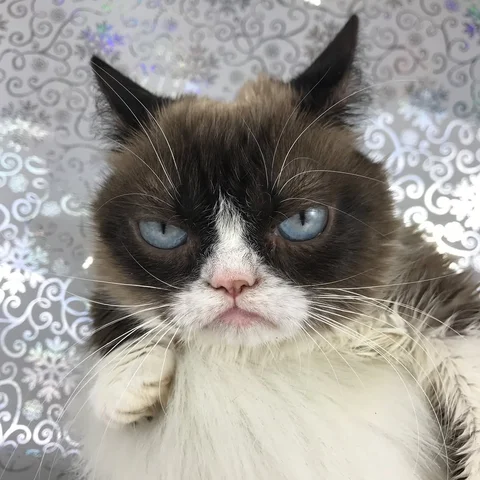 New Year. Same Attitude. 😾🍾