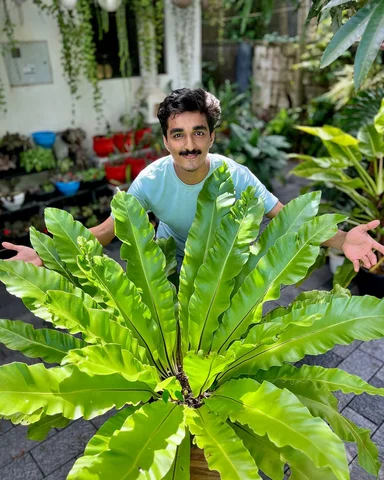 The Bird's Nest Fern 🌿
loved it?!
#fern #birdsnestfern #giantplant #foliage #ho