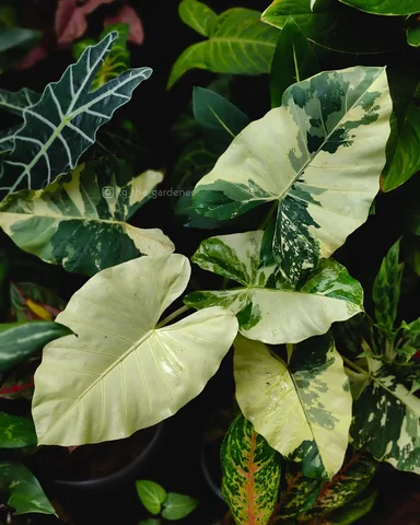 Alocasia macrorrhiza Variegata

#alocasia #plants #monstera #plantsofinstagram #
