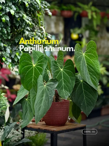 Anthurium Papillilaminum 🖤 

1year growth #papillilaminum