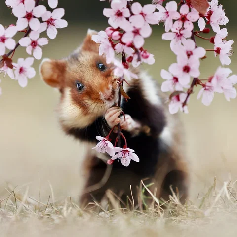 🐹🌸🐭