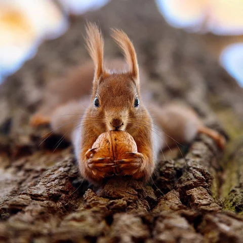 🪾🌰🐿️